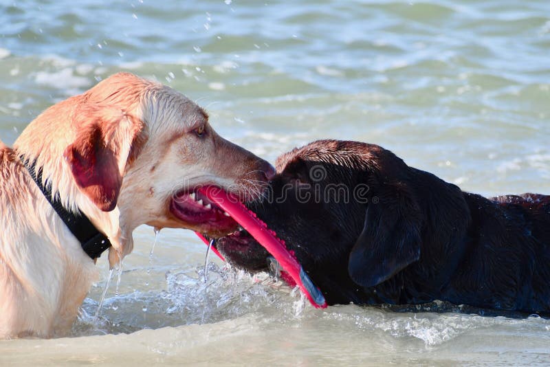 Two dogs in the ocean playing tug of war with a round flying disc. Two dogs in the ocean playing tug of war with a round flying disc.