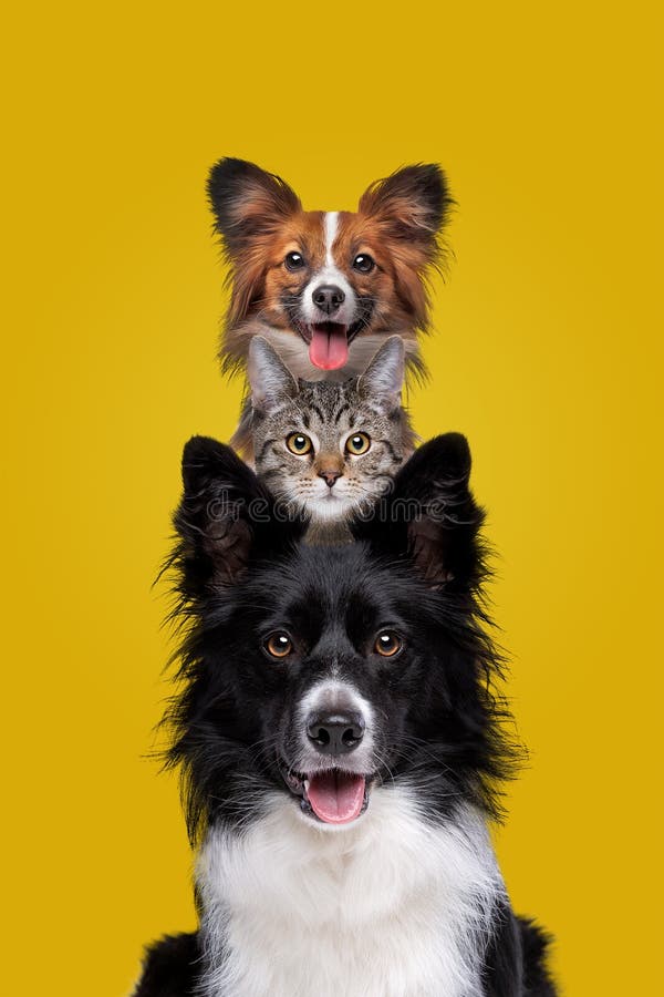 Two dogs and one cat staring at camera stock photo