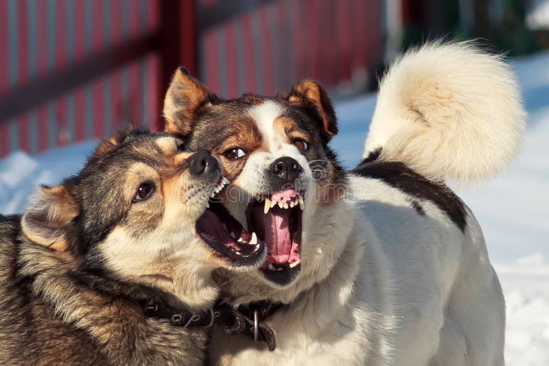 Two dogs play in the snow royalty free stock images Two dogs play in the snow royalty free stock images