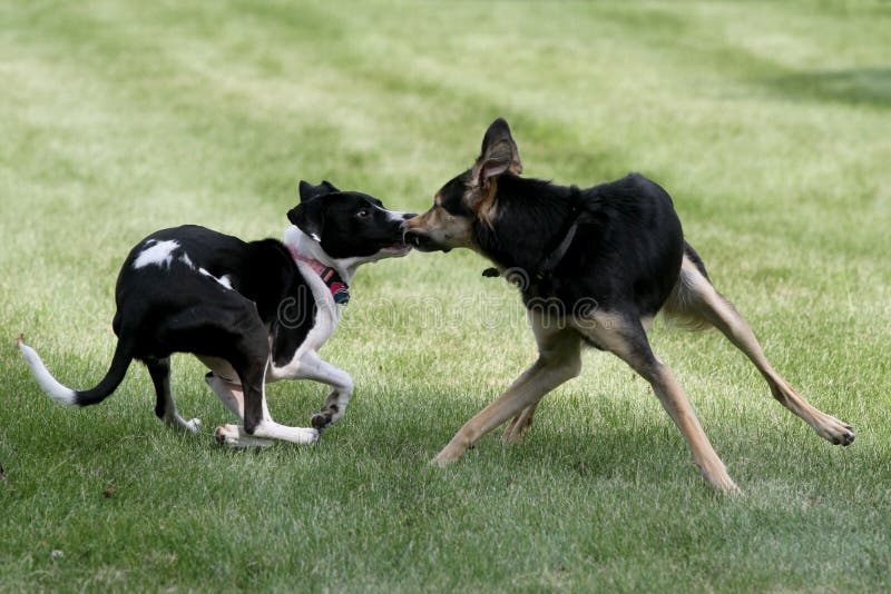 Two Dogs Meeting for First Time Stock Image - Image of introduction, adorable: 251610813 Two Dogs Meeting for First Time Stock Image - Image of introduction, adorable: 251610813