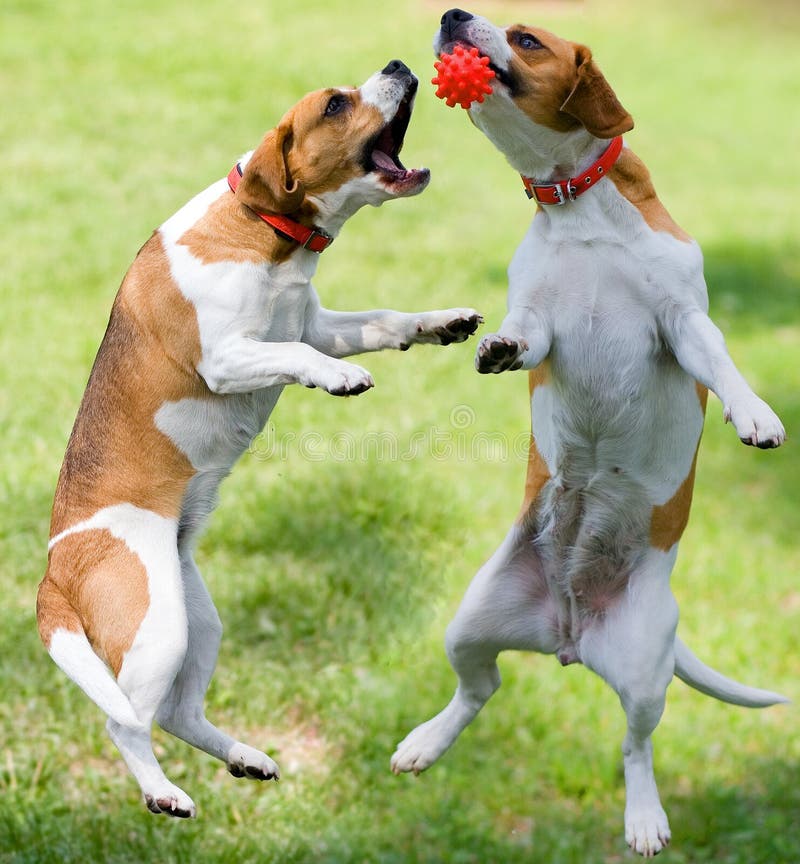 Zwei Hunde spielen mit dem ball.