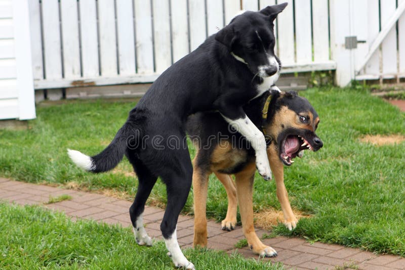 Two Dogs Playing