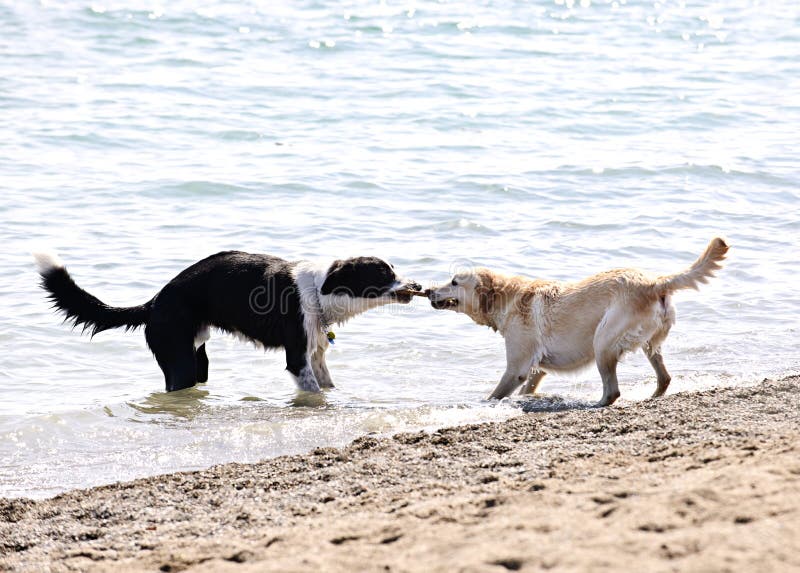 Two dogs playing tug of war with stick on the beach. Two dogs playing tug of war with stick on the beach