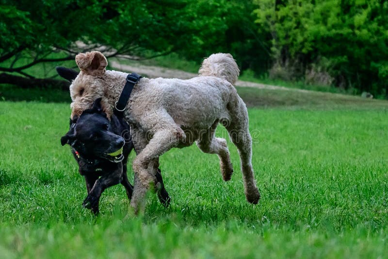 Two Dogs Playing in the Field Black Lab and Labradoodle Stock Photo