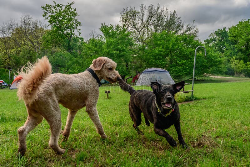 Two Dogs Playing in the Field Black Lab and Labradoodle Stock Image