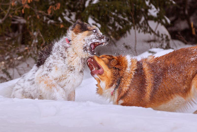Two Dogs Playing Rough in Snow Stock Image Image of canine, game