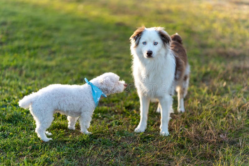 Two Dogs Playing Together in the Park Stock Image Image of furry, playful 268406399