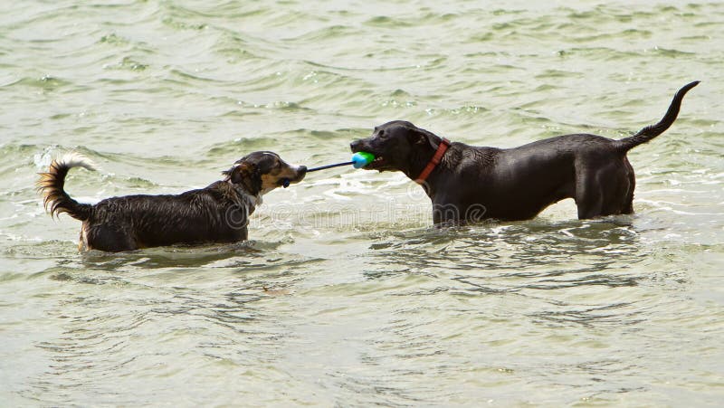 Two dogs playing tug-o-war with a rope toy in the ocean. Two dogs playing tug-o-war with a rope toy in the ocean