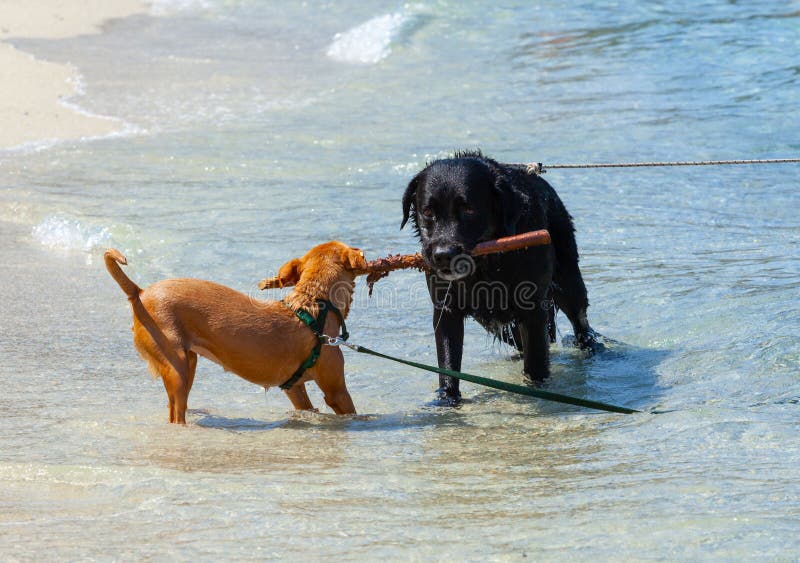 Two dogs playing tug of war with stick on the beach.