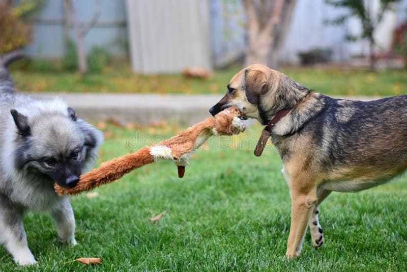 Two Dogs are Pulling a Toy on a Green Lawn. Stock Image Image of