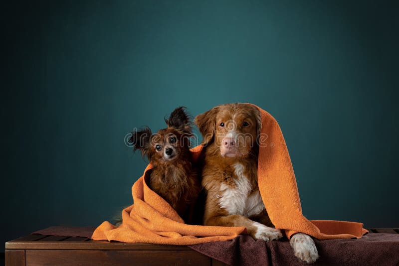 Two dogs in a red towel after a shower. Nova Scotia Duck Tolling Retriever and Russian Toy Terrier