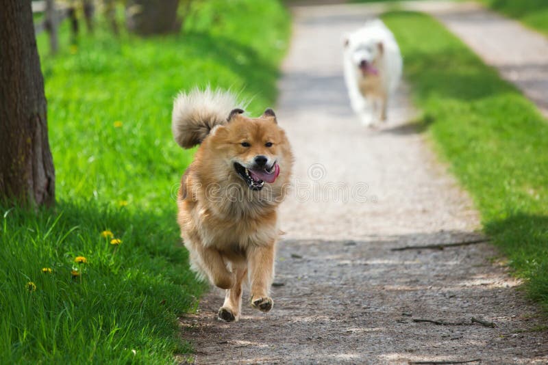 Two dogs running on a country path