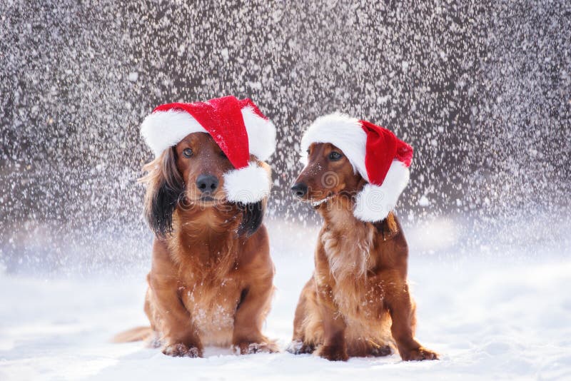 Two adorable dogs in santa hats posing in falling snow royalty free stock photography Two adorable dogs in santa hats posing in falling snow royalty free stock photography