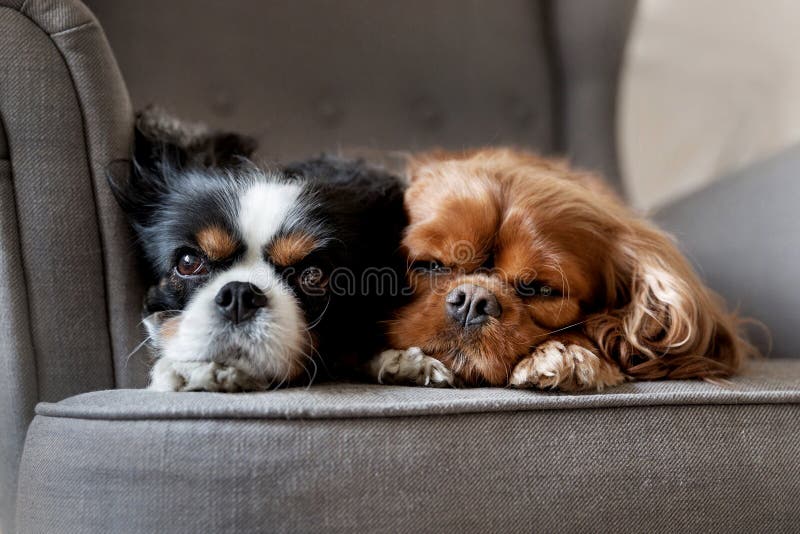 Two dogs sleeping together stock photo. Image of family 246221568