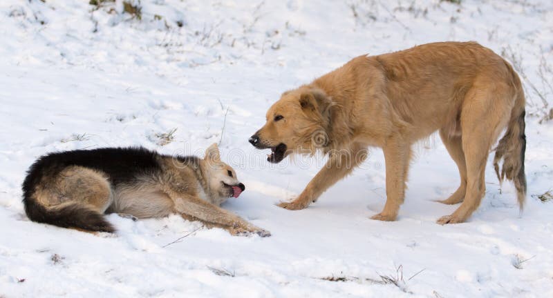 Dogs in snow stock image. Image of atop, light, grows - 43194645