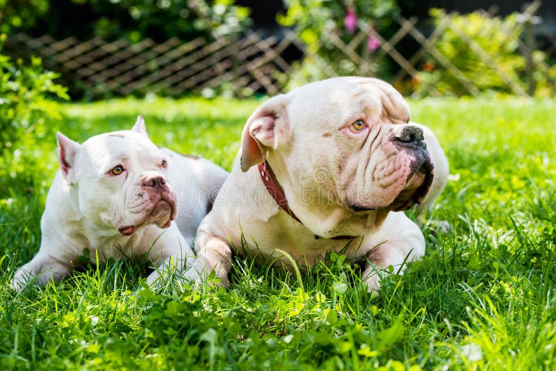 Two Dogs Strong White American Bulldog Male and American Bully Female ...