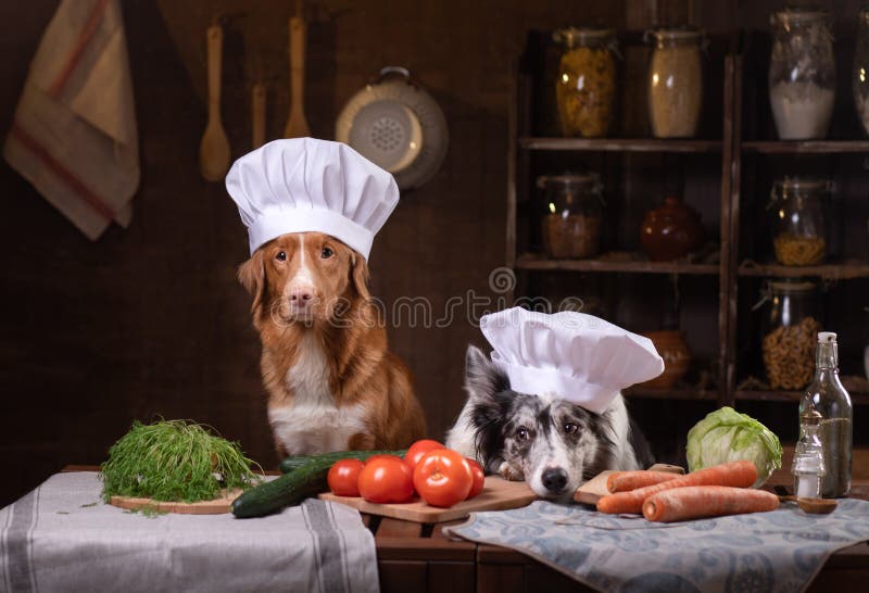 Two dogs together in the kitchen are preparing food. Nova Scotia Duck Tolling Retrieverr and Border Collie. raw food diet
