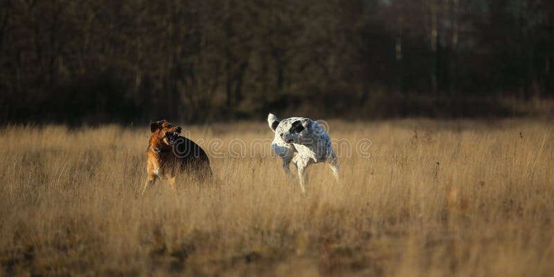 Two Dogs at Walk on Autumn Field at Dawn Stock Photo - Image of canine ...