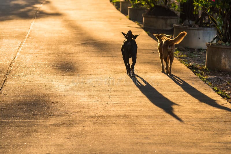 Two Dogs Walking on the Raod at Sunrise Morning Stock Image Image of