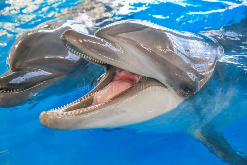 456 Dolphins Mouth Photos Free & RoyaltyFree Stock