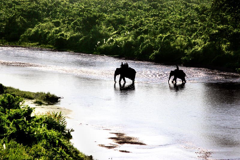 Gorumara National Park Stock Photos - Free & Royalty-Free Stock Photos from Dreamstime Gorumara National Park Stock Photos - Free & Royalty-Free Stock Photos from Dreamstime