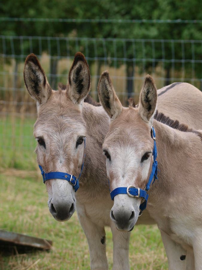 Two Donkeys Stood in a Field Stock Image - Image of pair, black: 28165611