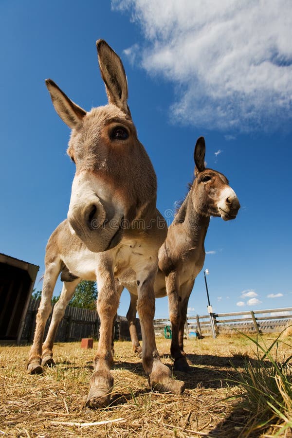 Jenny and Baby Jack Mini Donkeys Stock Image - Image of mini, animal ...