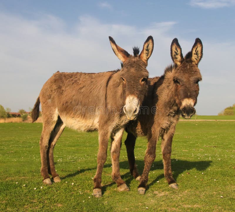 Two Donkeys on the Floral Meadow Stock Photo - Image of farm, calf ...