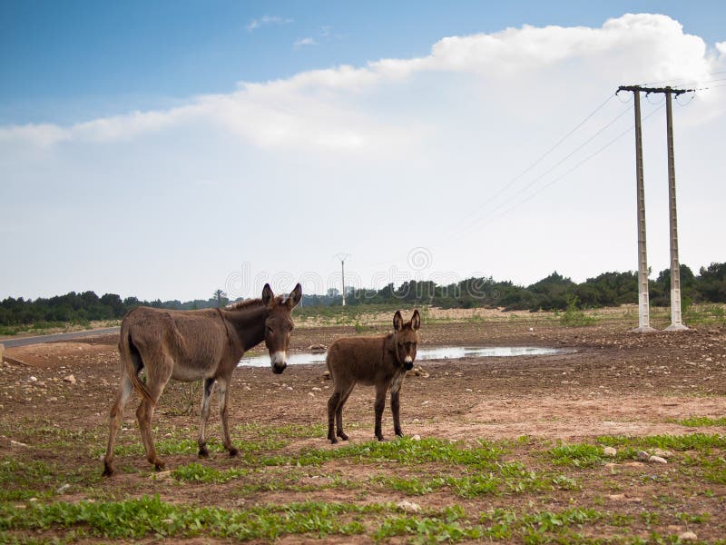 Stubborn grass stock image. Image of grey, cargo, perspective - 9621555