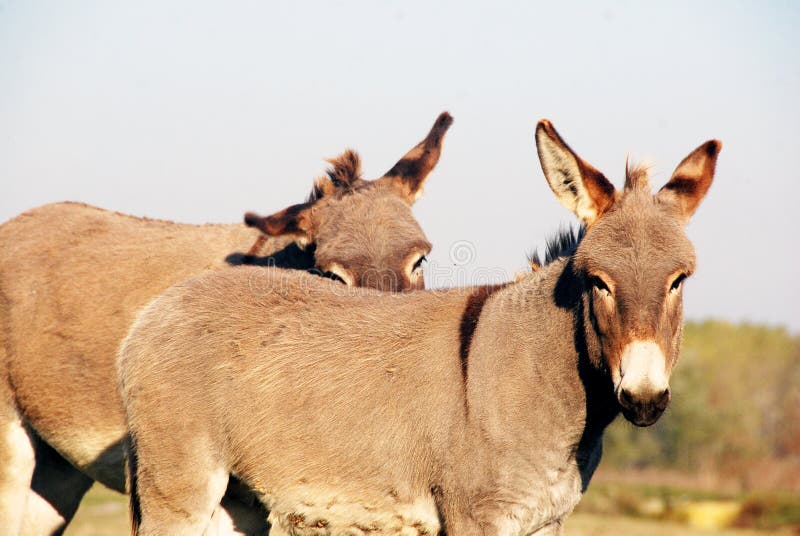Two donkeys stock photo. Image of group, touch, yard - 79533378