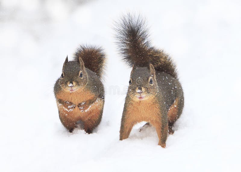 Dos ardillas, uno sobre el todo cuatro uno de pie pequeno la nieve lleno punos apretado pecho, ambos buscando directamente.