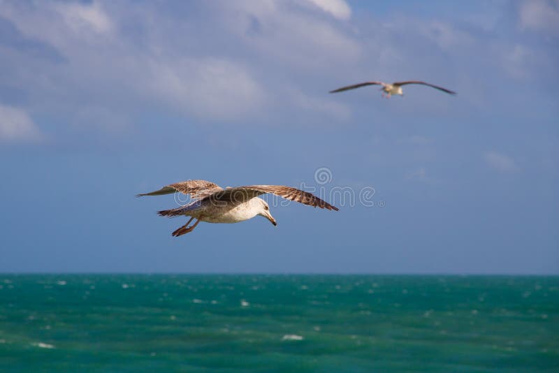 Two doves