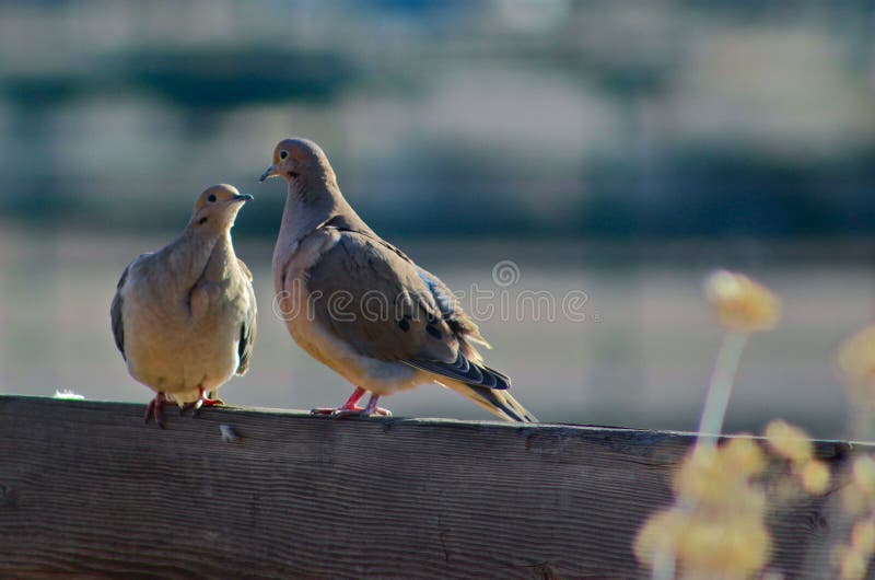 Two Doves on a Fence