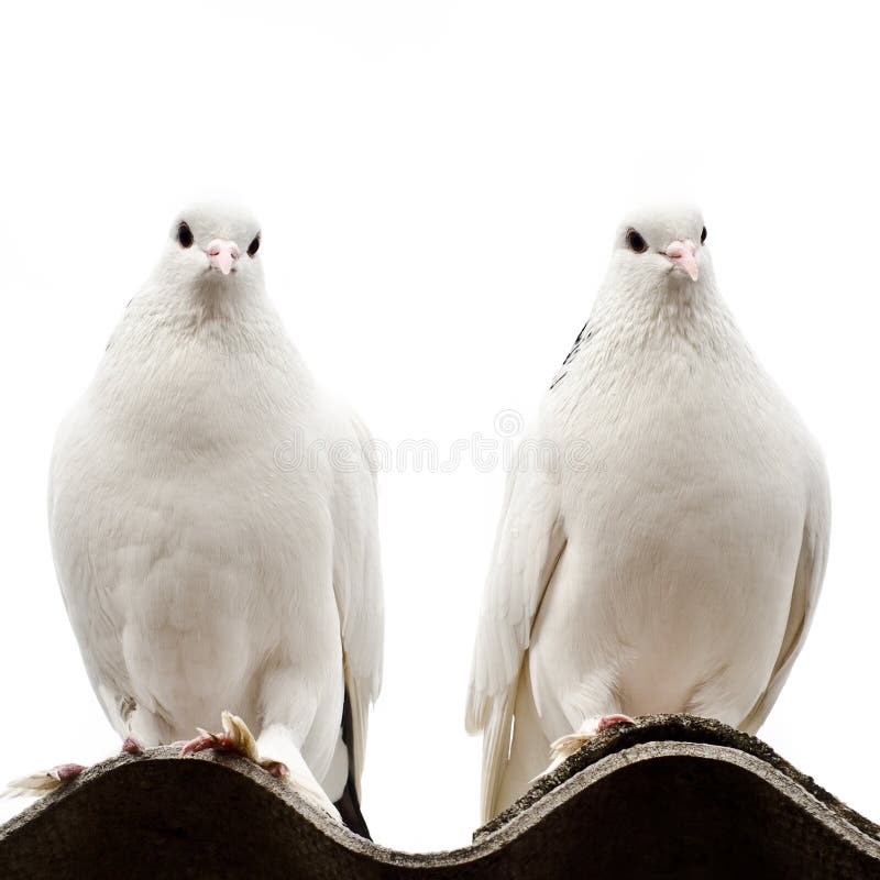 Two doves