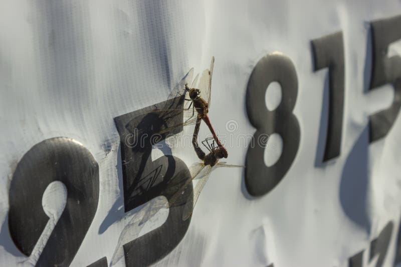 Two dragonflies on canvas with numbers royalty free stock photo Two dragonflies on canvas with numbers royalty free stock photo