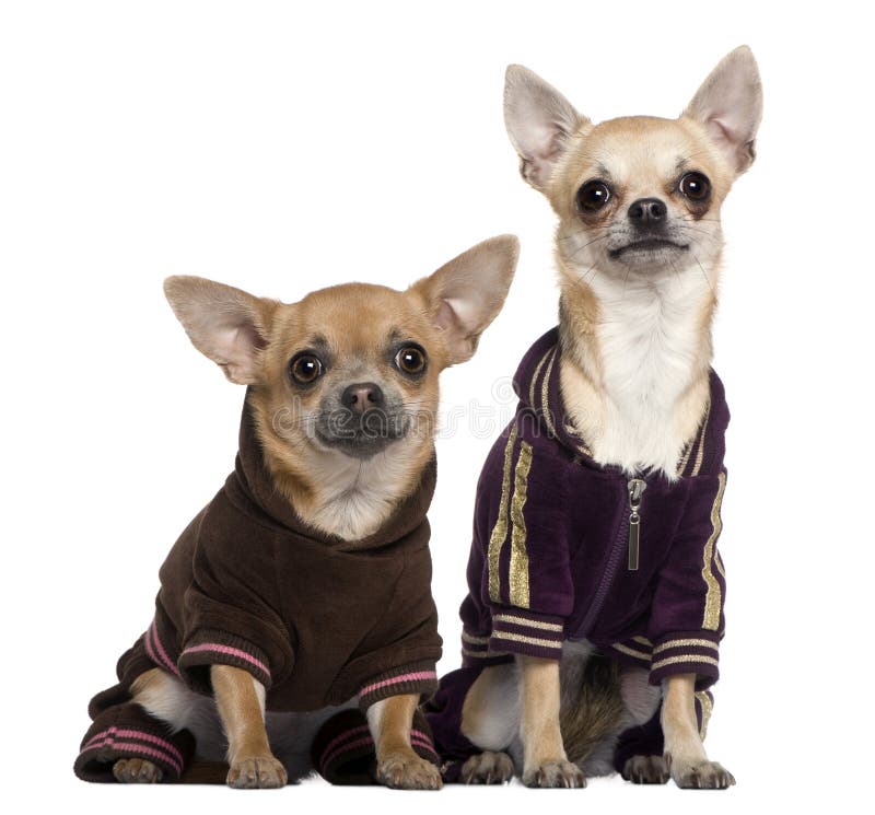 Chihuahuas Dressed In Santa Outfits Stock Photo Image of animal