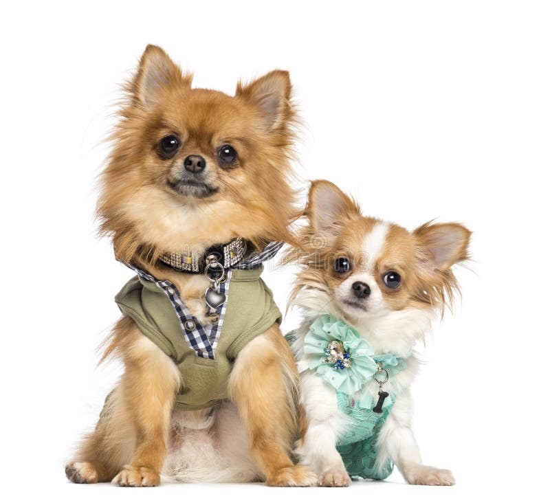 Two Dressed Up Chihuahuas Sitting, 10 Months and 2 Years Old Stock ...