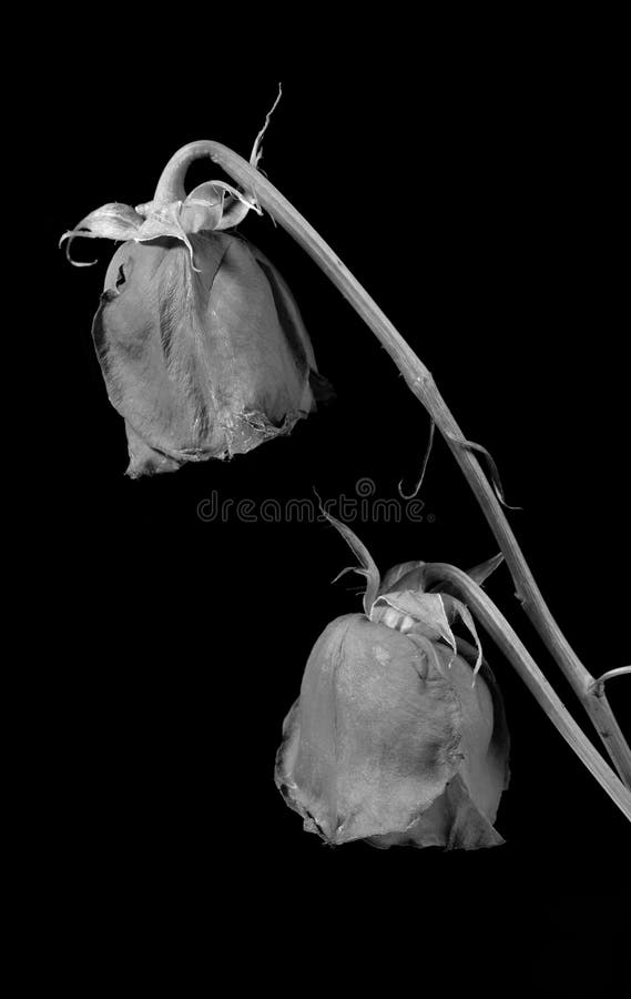 Two dry rose monochrome