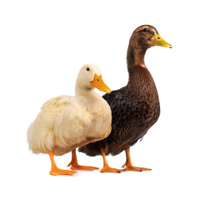 Two duck