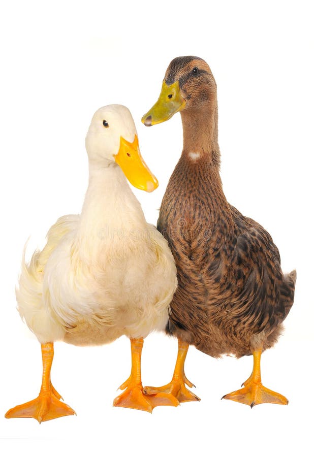 Two duck