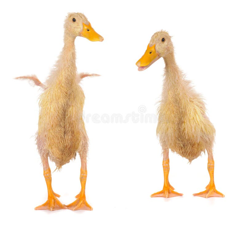 Two duck