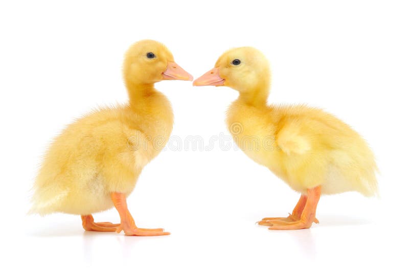 Two ducklings