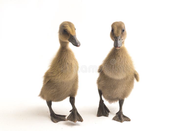 Yellow Ducklings Indian Runner Duck Isolated on a White Stock Photo