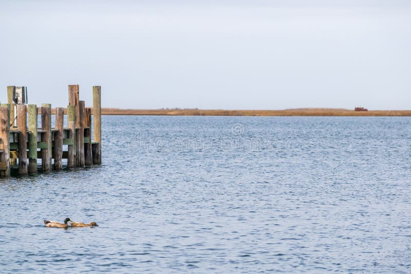 Two ducks on the bay stock photo. Image of coast, ducks 94946938