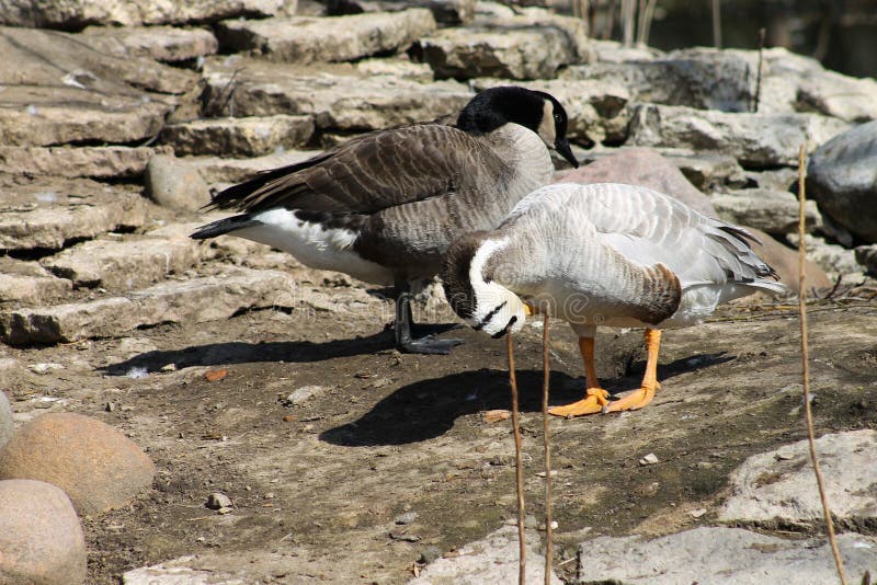 Two Ducks Clean Their Feathers Stock Image Image of clean, bird