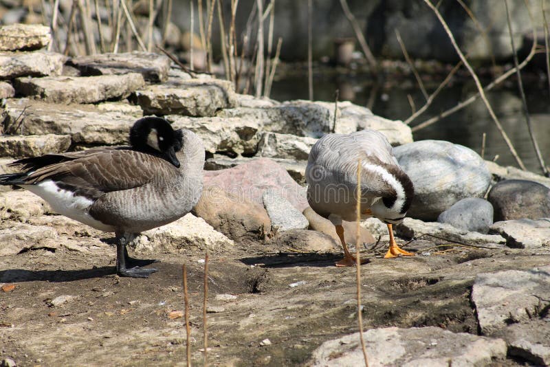 Two Ducks Clean Their Feathers Stock Photo Image of floating