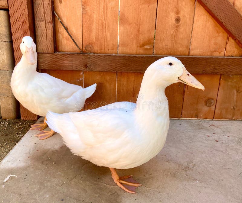 Two Ducks by Garden Gate stock image. Image of feathers 204447635