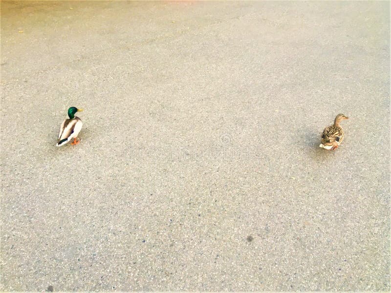 Two ducks lost in the street. Animal, space and asphalt royalty free stock photo Two ducks lost in the street. Animal, space and asphalt royalty free stock photo
