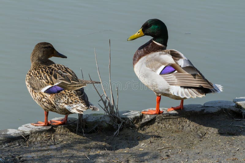 Due anatre, maschio e femmina, sono in piedi sulla riva, a bordo dell'acqua.