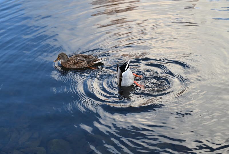 Two Ducks in a Pond are Looking for Food Stock Photo Image of